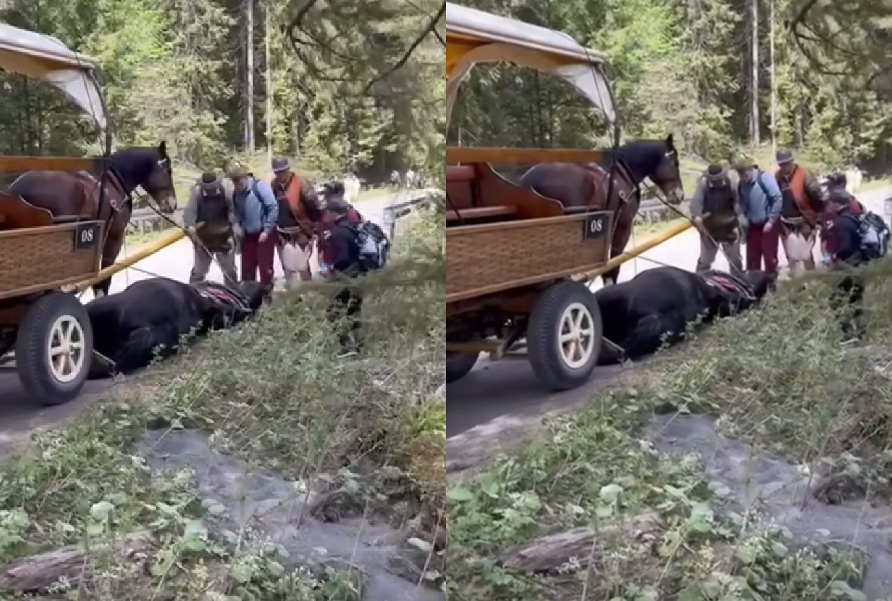 Widziałem, jak męczą się konie na Morskim Oku. "W nagrodę idą do rzeźni".