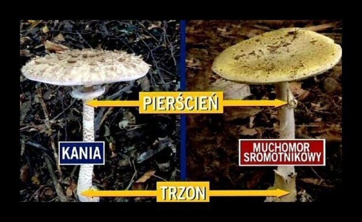 Grzyby: jak odróżnić muchomora od kani? Trujące grzyby w Polsce [PRZEGLĄD]