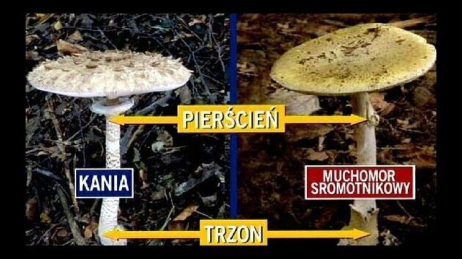 Grzyby: jak odróżnić muchomora od kani? Trujące grzyby w Polsce [PRZEGLĄD]