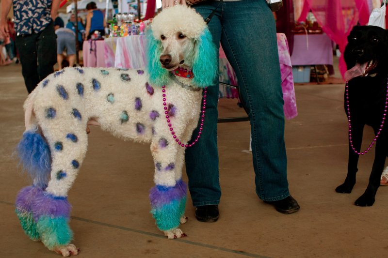 Pudel dzielnie stoi na straży moralności. A raczej – udaje.