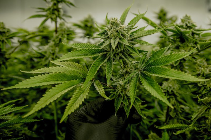 ONZ usuwa marihuanę z listy najbardziej niebezpiecznych narkotyków świata