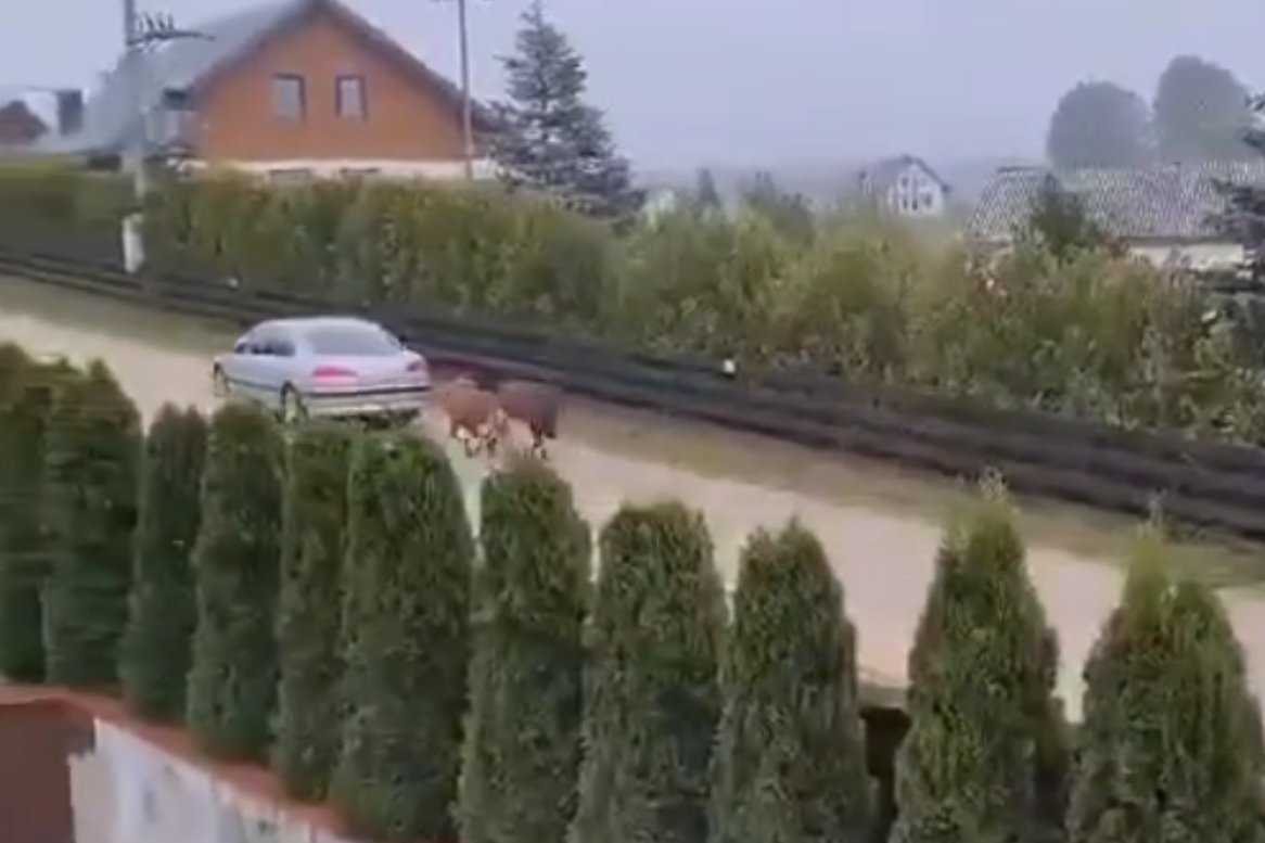 Mężczyzna ciągnął za autem dwa kuce.