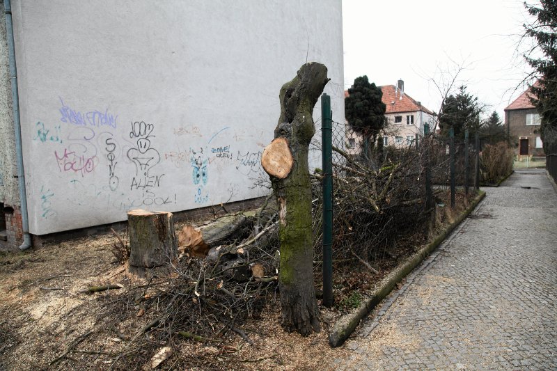 Polskie drzewa masowo padają – tak działa Prawo i Sprawiedliwość