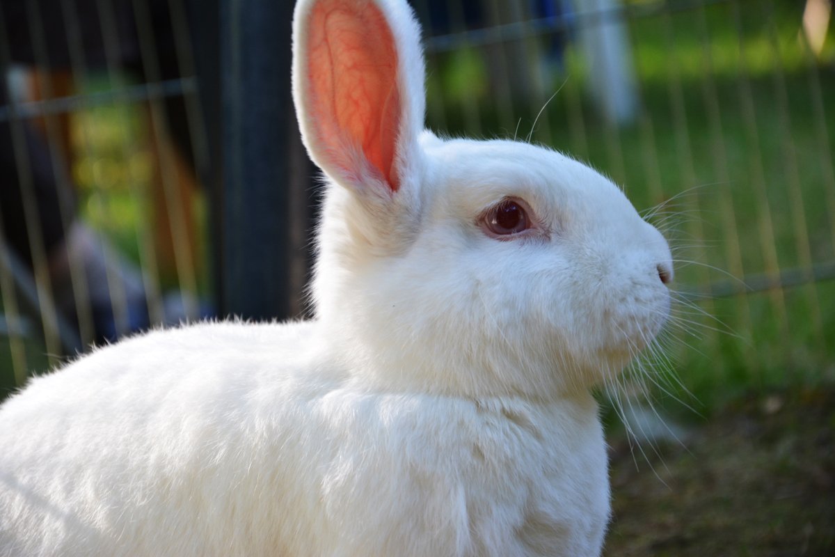 Ten królik jest bezpieczny. Jest pod dobrą opieką Iwony Kossowskiej, która prowadzi Bibliotekę Praw Zwierząt