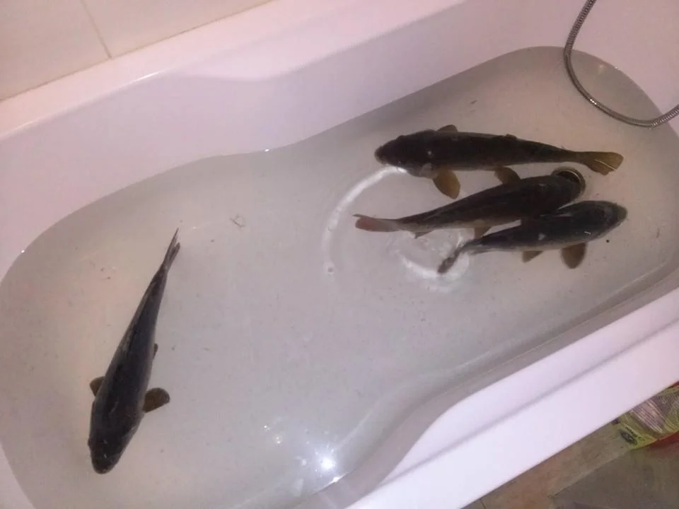 Karp w wannie to tradycja... co zrobić.