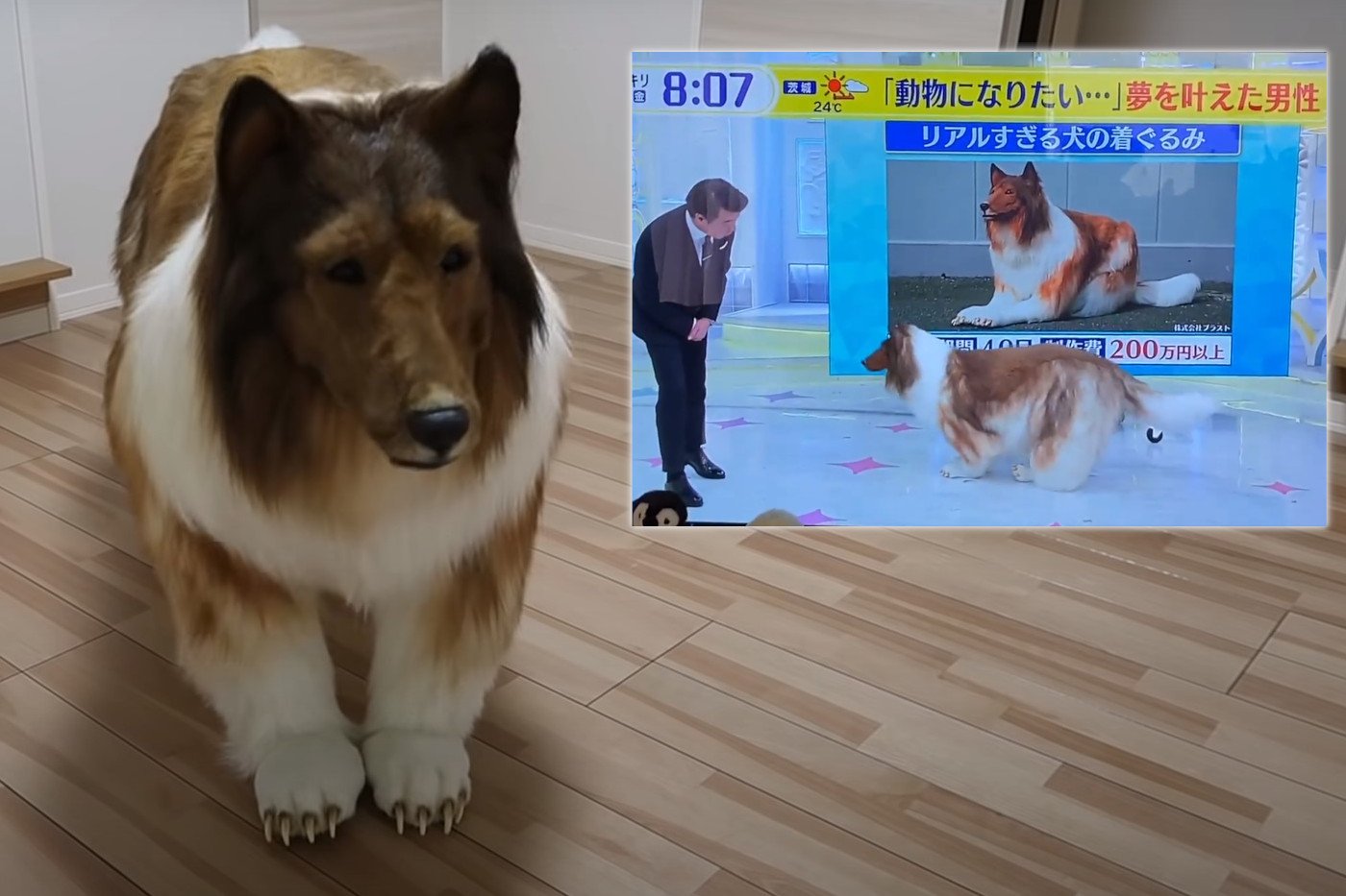 Japończyk Toko został psem. Za kostium collie zapłacił kupę kasy, ale spełnił swoje marzenie