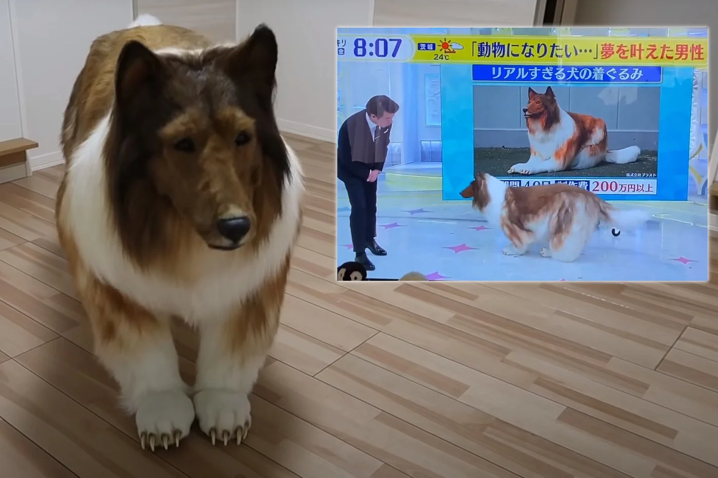 Japończyk Toko został psem. Za kostium collie zapłacił kupę kasy, ale spełnił swoje marzenie