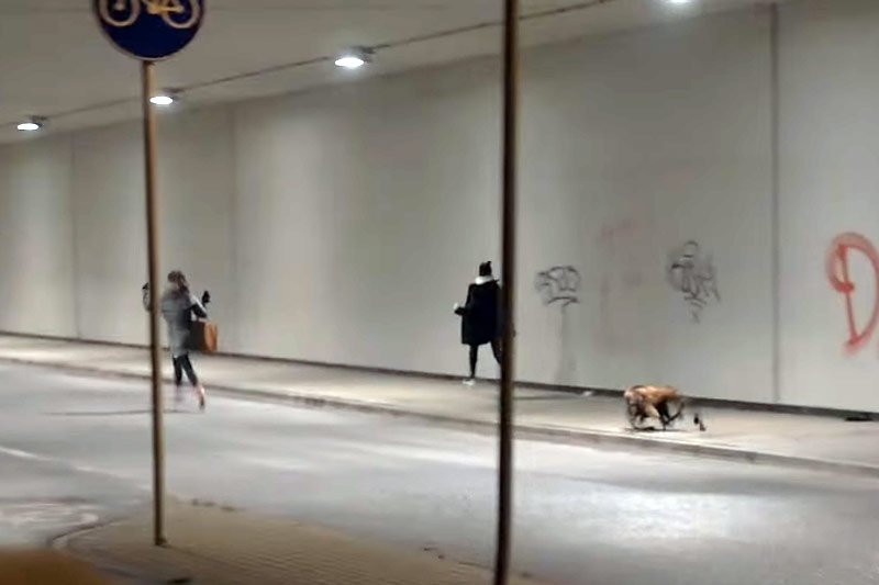 "Mutant giant spider dog is back" - oznajmił na YouTube SA Wardęga!