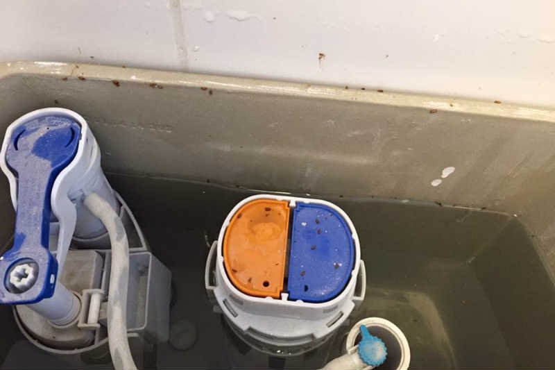 Polscy sportowcy pokazują dramatyczne warunki wiosce olimpijskiej w Rio de Janeiro.