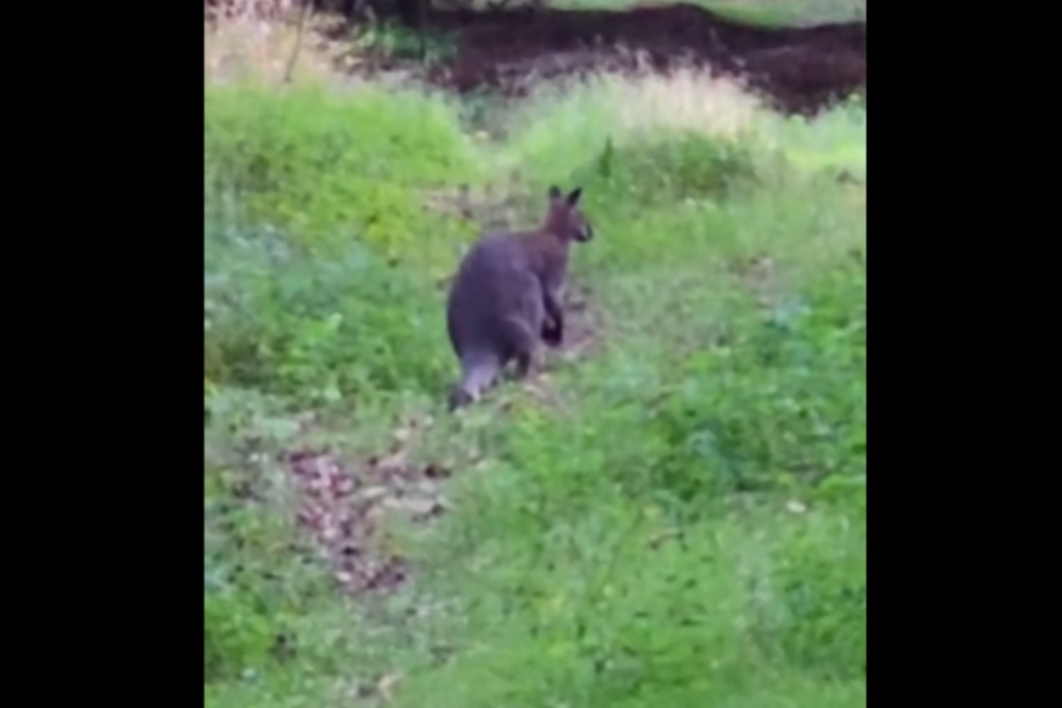 W lesie pod Poznaniem zauważono kangura.