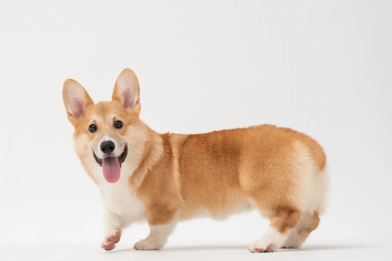 Królowa Elżbieta II jest fanką rasy corgi od małego. Teraz trend na te psy ogarnął także Polskę