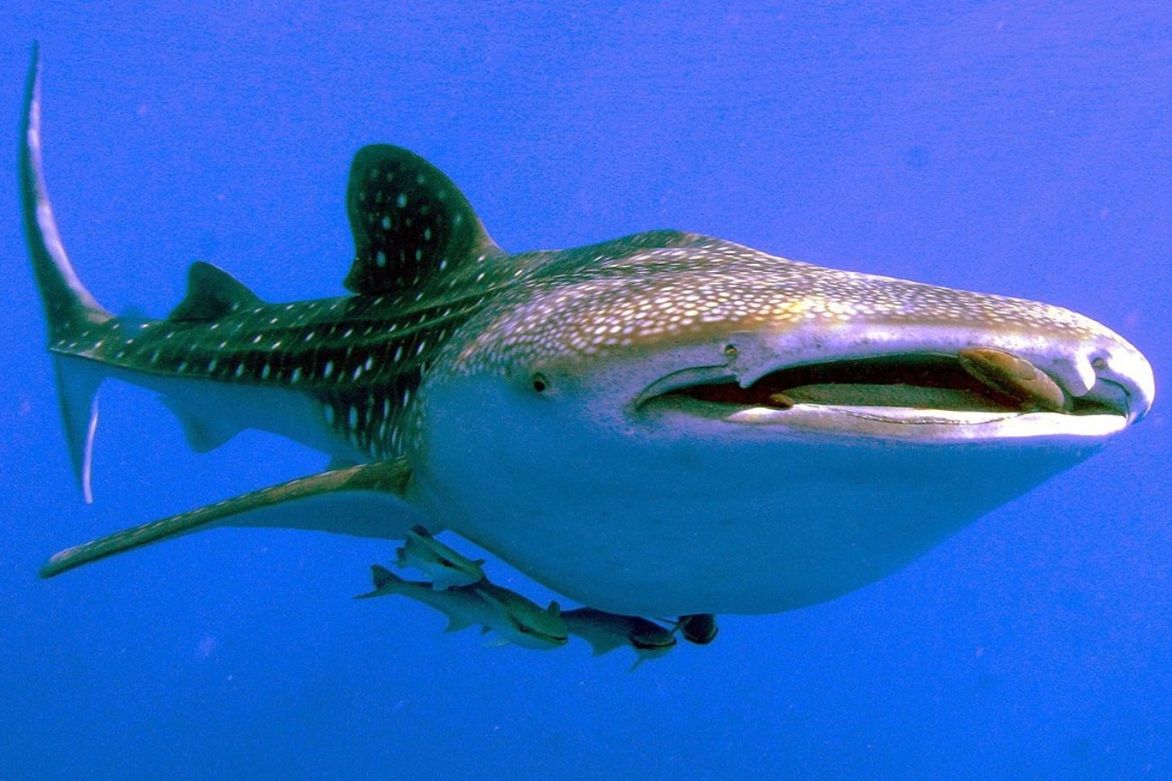 Rekiny wielorybie, choć są sporych rozmiarów, zwykle nie stanowią zagrożenia dla ludzi