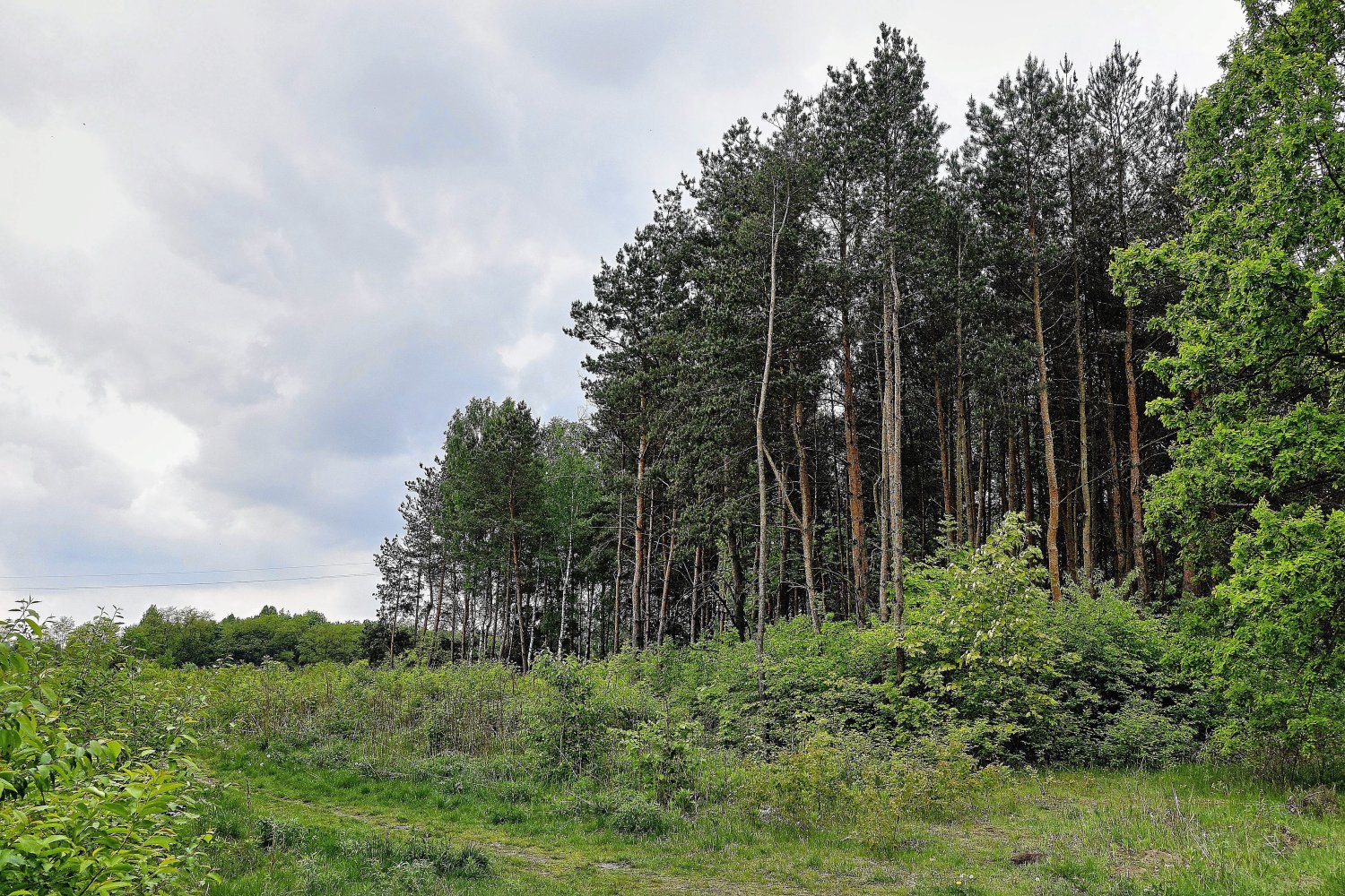 NIK poprosił już resort środowiska o lepszą kontrolę nad Lasami Państwowymi.