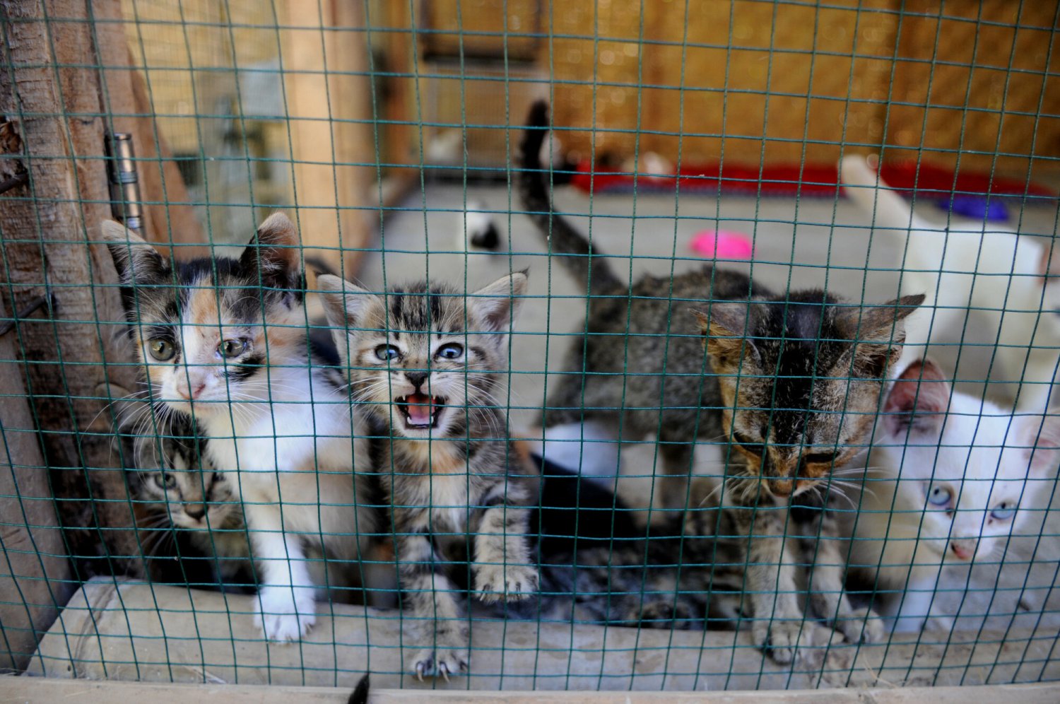 Zwierzęta to nie rzeczy!