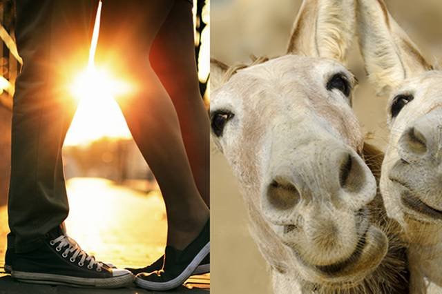 Zakochane osły nie zrujnują psychiki dziecka.