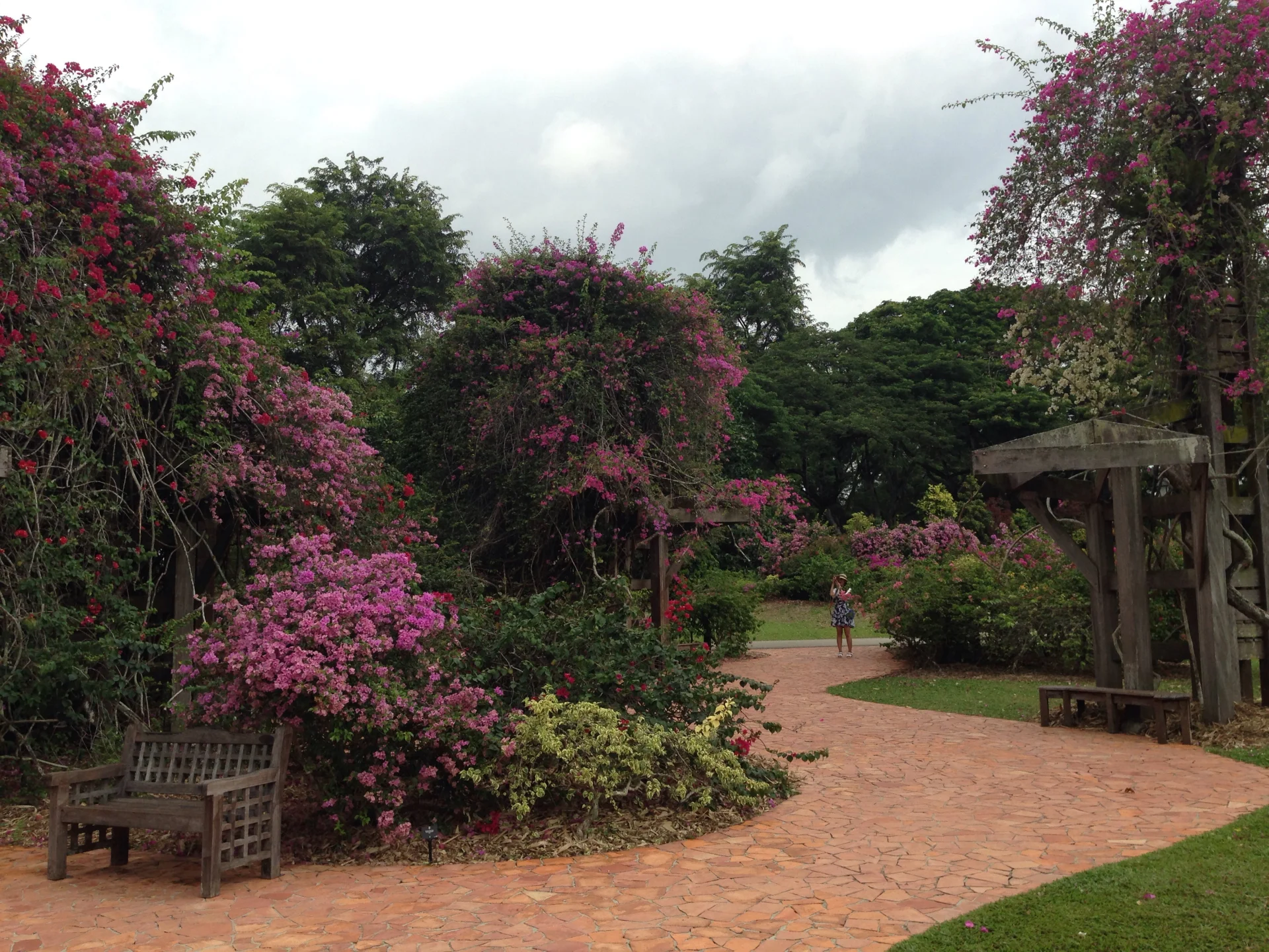 Bugenwille w Ogrodzie Botanicznym. Singapur.