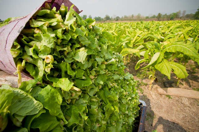 Dyrektywa unijna wykończy polski [url=http://shutr.bz/1f7zOKt] przemysł tytoniowy [/url]?