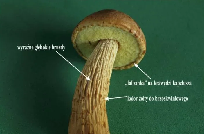 Złotoborowik wysmukły w polskich lasach to nie prawdziwek złotoborowik wysmukły