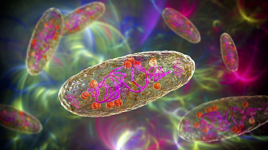 Bakterie Yersinia pestis (pałeczki dżumy)