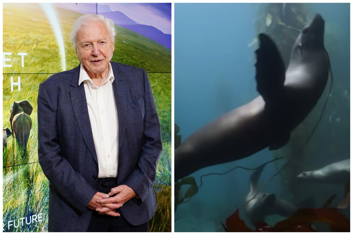 Po lewej: David Attenborough, po prawej: kadr ze zwiastuna "Nasza planeta 3".