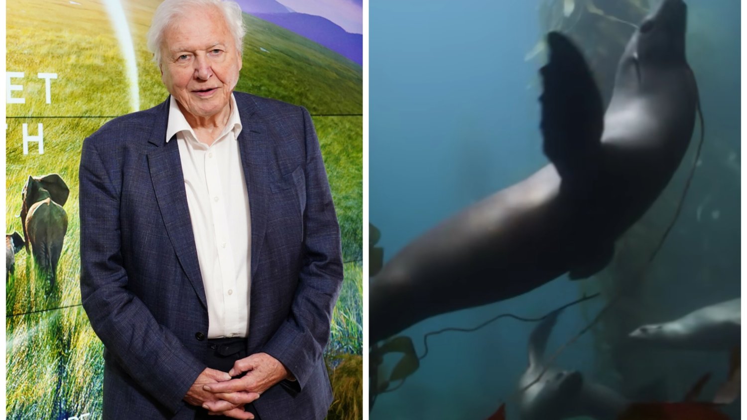 Po lewej: David Attenborough, po prawej: kadr ze zwiastuna "Nasza planeta 3".