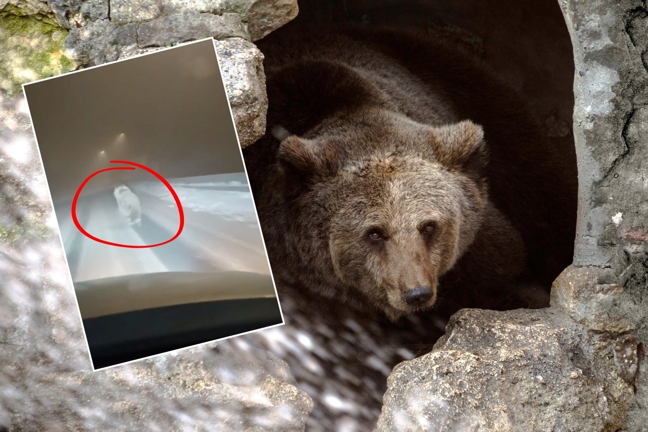 Niedźwiedź biegł ulicą na terenie Słowacji