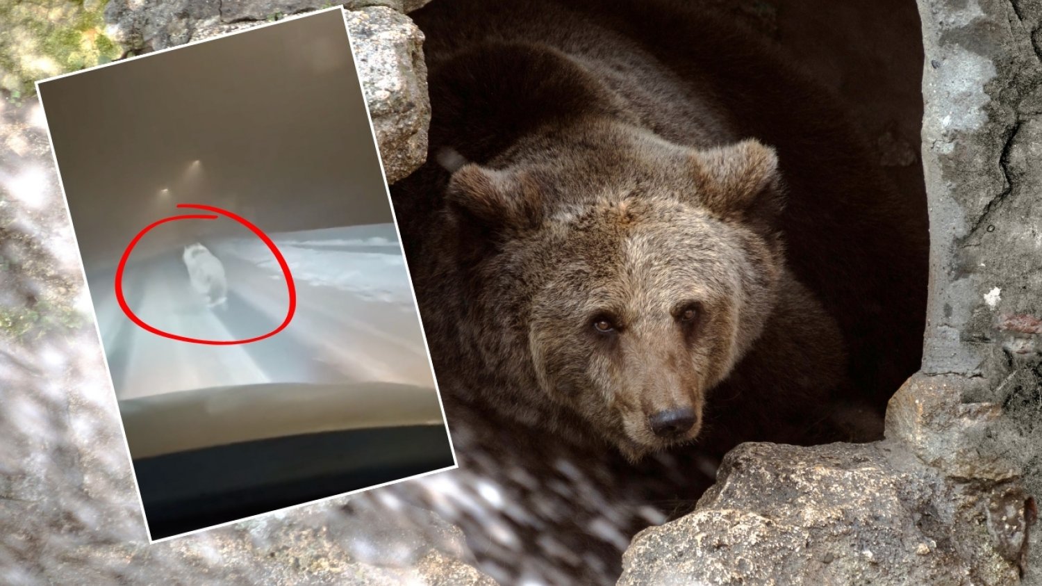 Niedźwiedź biegł ulicą na terenie Słowacji