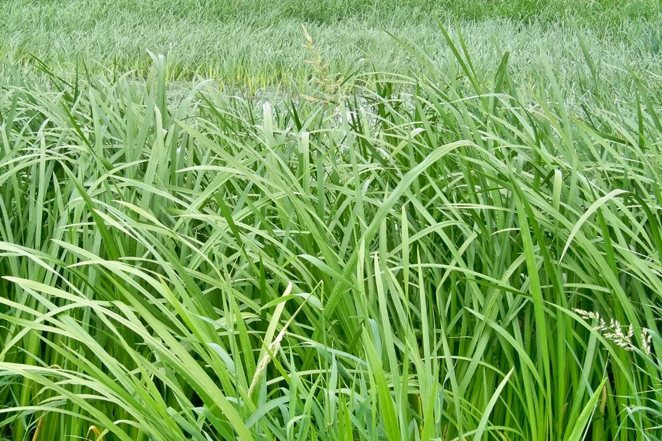 Szuwar tatarakowy