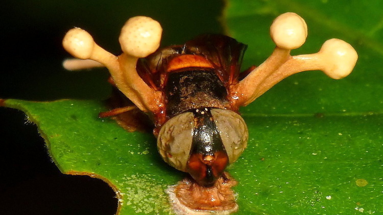 Grzyb Ophiocordyceps ditmarii występuje w Polsce i potrafi mieć zaskakujący wpływ na niektóre owady. Zdaniem Lasów Państwowych zamienia je w... "zombie".