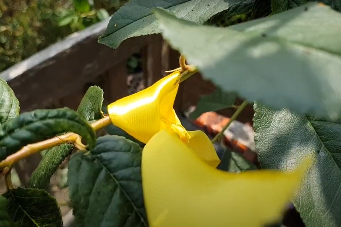 Domowe sposoby na mszyce. Skuteczny trik z żółtą wstążką
