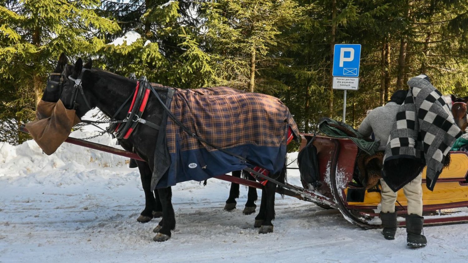 Koń upadł na trasie do Morskiego Oka Upadek konia w drodze na Morskie Oko