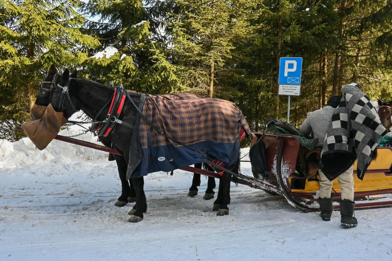 Koń upadł na trasie do Morskiego Oka Upadek konia w drodze na Morskie Oko