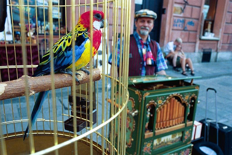 Piotr Bot, warszawski kataryniarz jest obecny na stołecznej starówce od bardzo wielu lat.