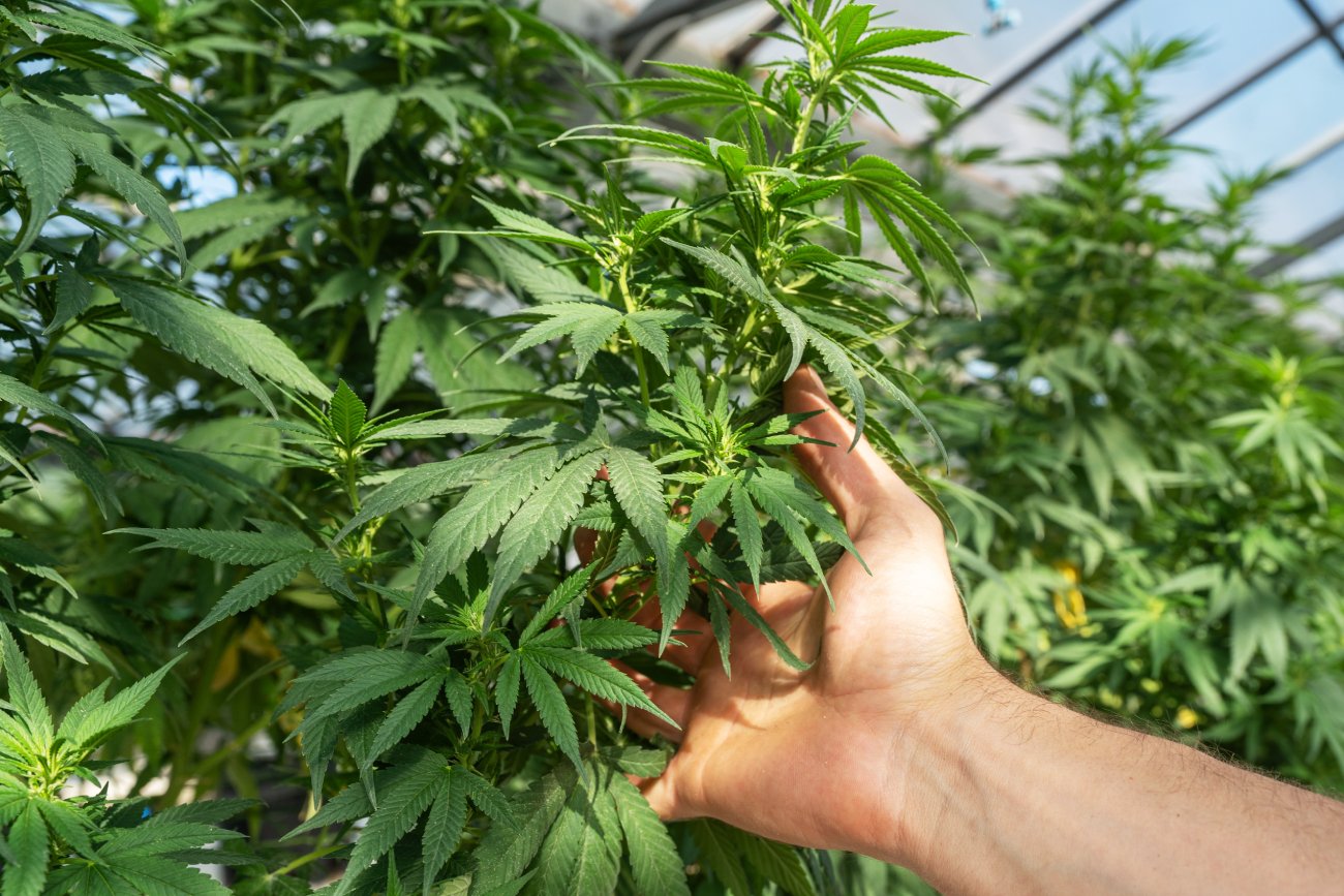 Luksemburg: Pierwszy kraj w Europie legalizuje użycie i uprawę marihuany