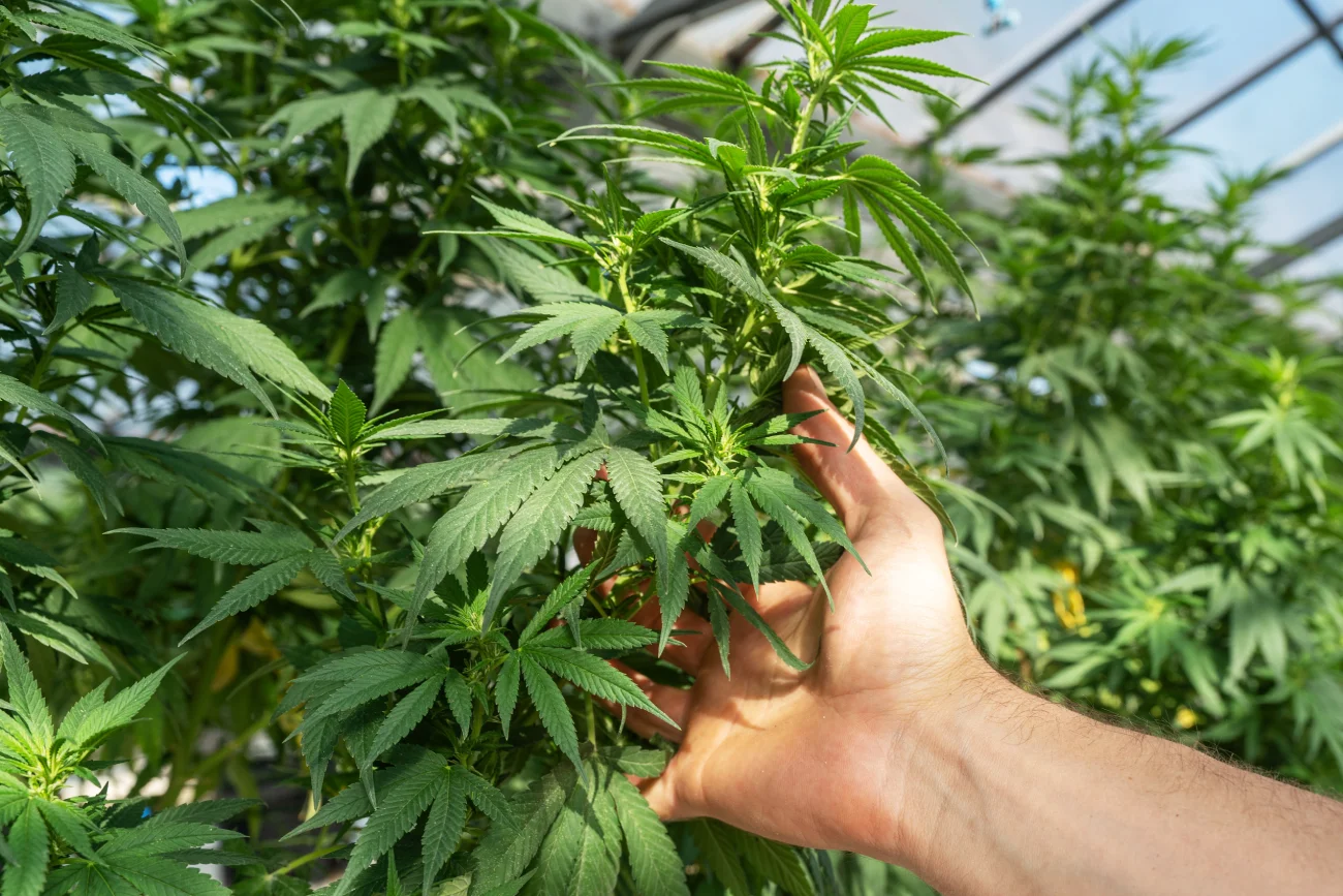 Luksemburg: Pierwszy kraj w Europie legalizuje użycie i uprawę marihuany