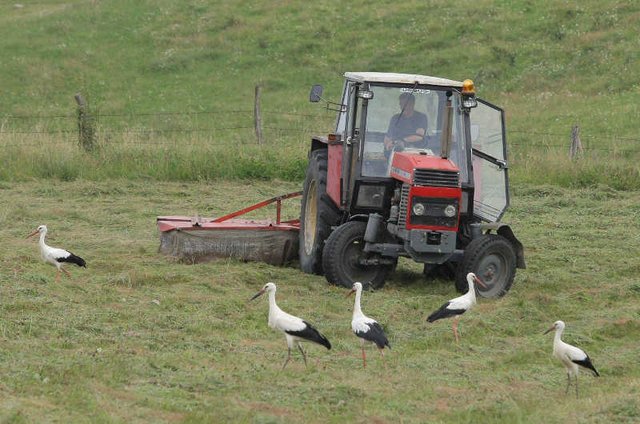 Rolnik przejechał swojego syna wałem uprawowym