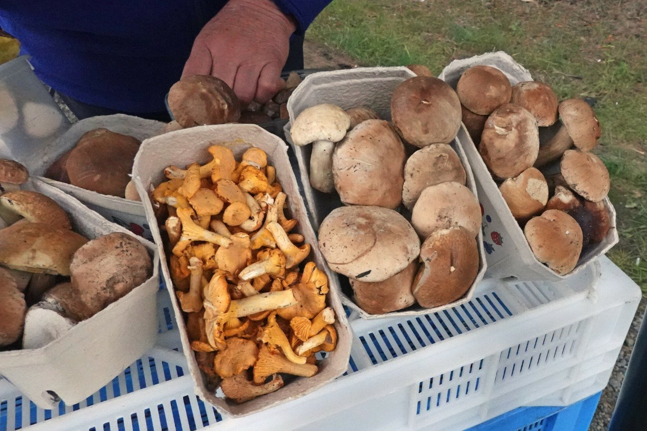 Najbardziej skażone w bawarskich lasach są kurki i borowiki