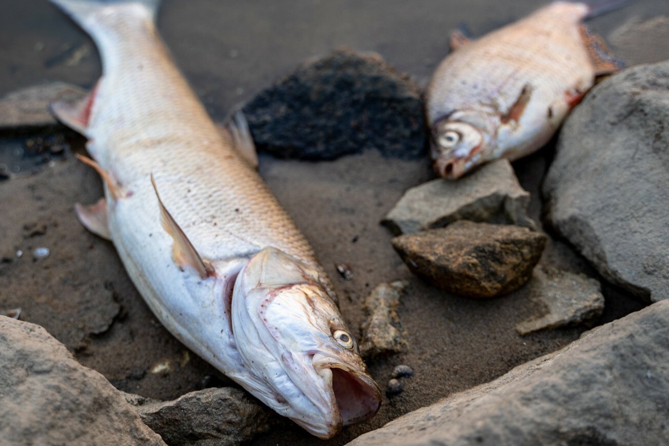WIOŚ bada sprawę zanieczyszczenia Odry