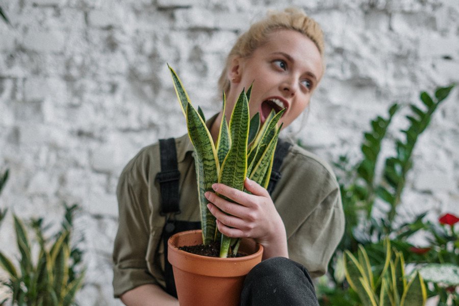 Miłośnicy roślin doniczkowych też potrafią być wymagający