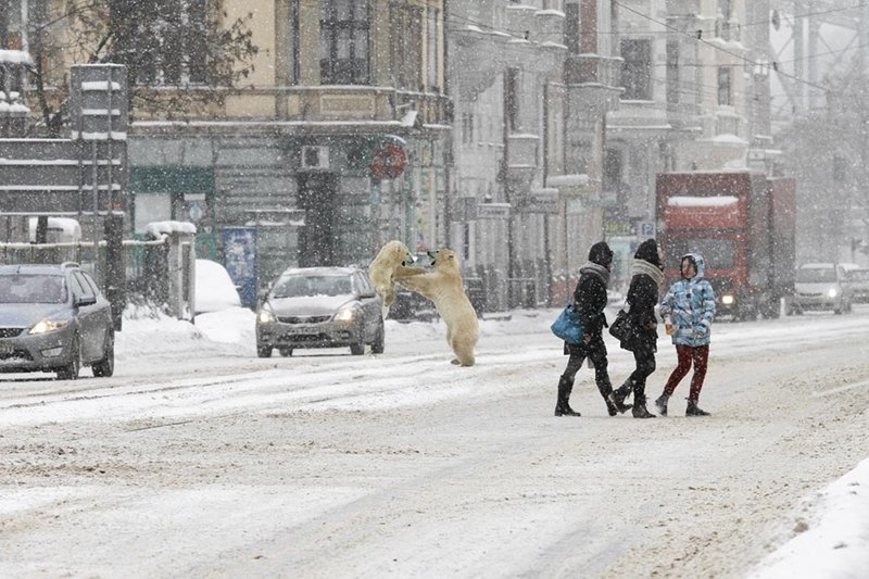 Niedźwiedzie polarne u nas nie grasują, ale zagranicznych turystów kilka rzeczy może w Polsce naprawdę zdziwić.