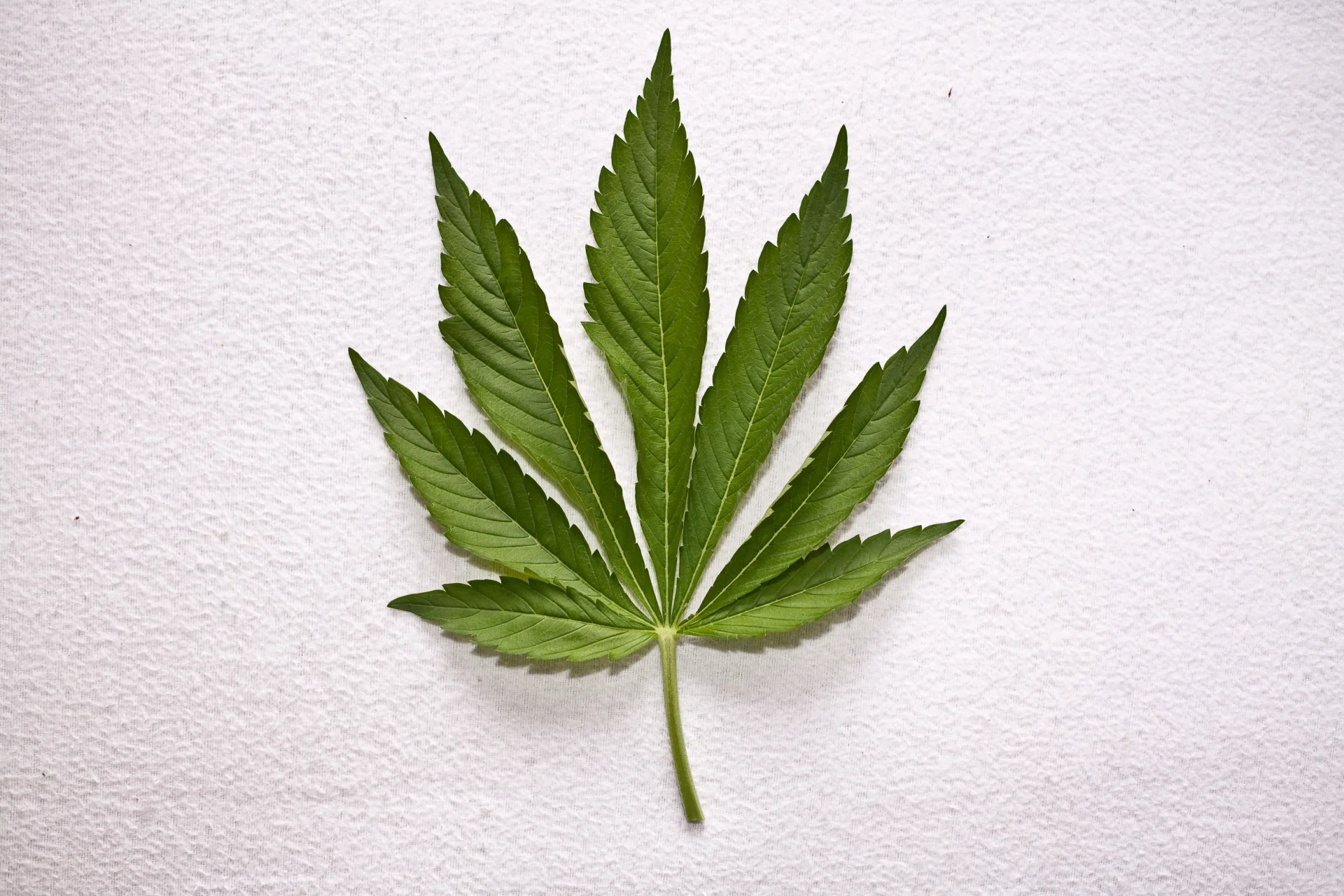 Legalna marihuana to dobra wiadomość dla biznesu