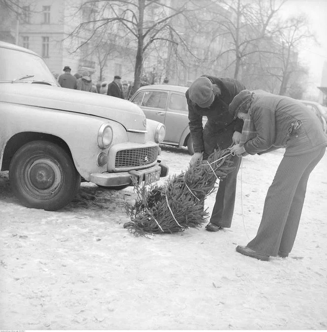 Pakowanie choinek do auta, Szczecin (1978)