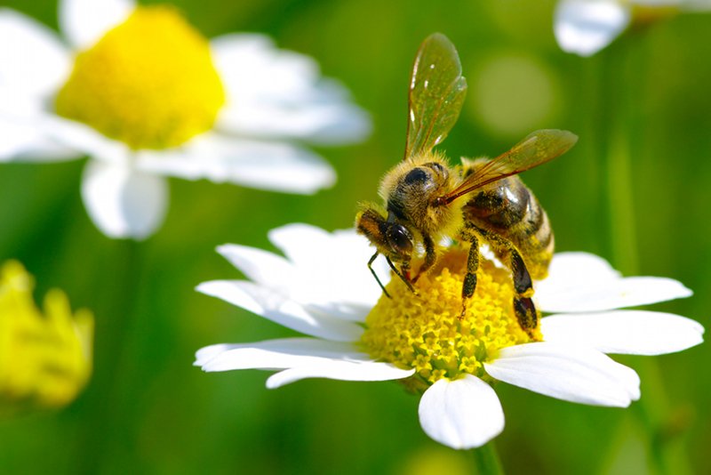 Syngenta zaprzecza, jakoby ich środek doprowadził do spadku [url=http://shutr.bz/1dJNsVT]populacji pszczół[/url]