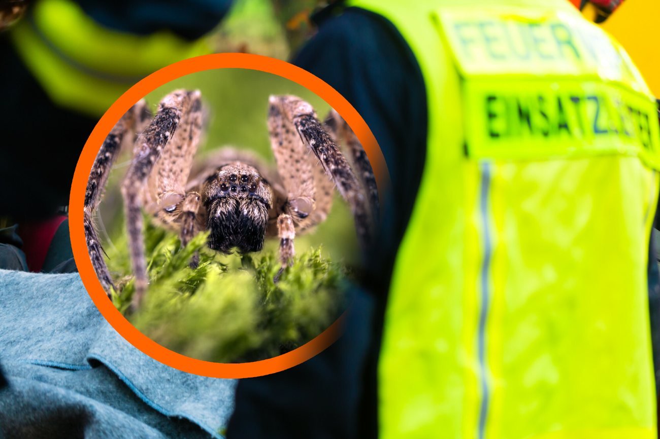 Nosferatu w Niemczech