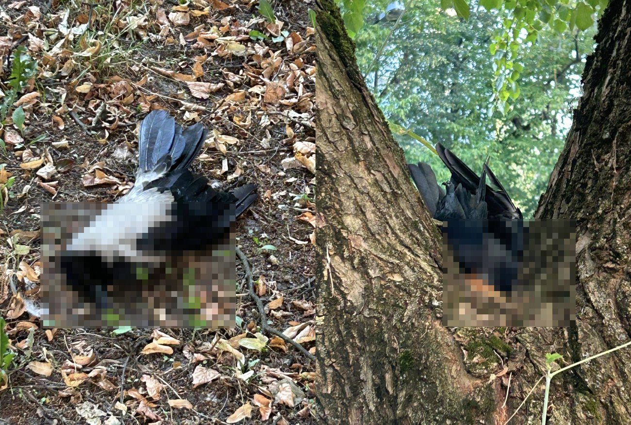 Katarzyna ratuje umierające ptaki z Warszawy. Mówi, jakie mają objawy.