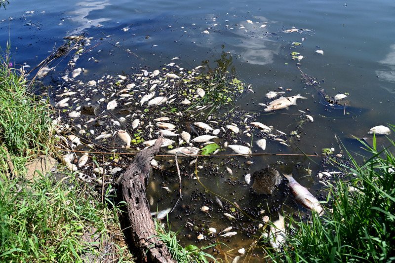 Prof. Bełdowska: "To nierealne, że w wodzie z Odry, jak i w rybach, nie stwierdzono rtęci"