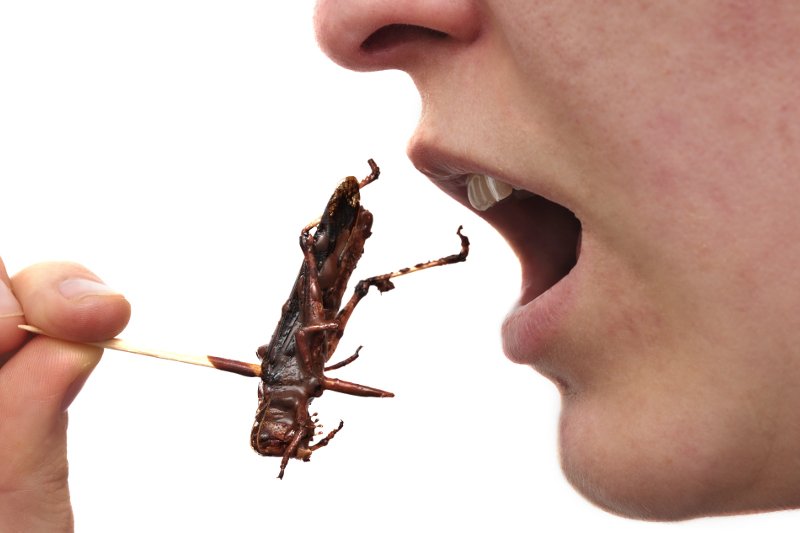 Czas pokaże, czy sanepid pozwoli "Insektowi" na serwowanie gościom insektów.