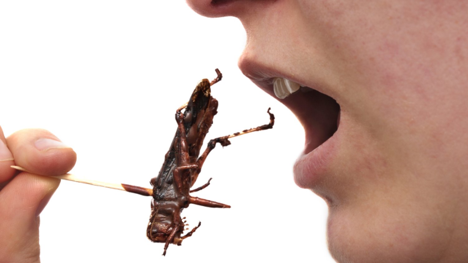 Czas pokaże, czy sanepid pozwoli "Insektowi" na serwowanie gościom insektów.
