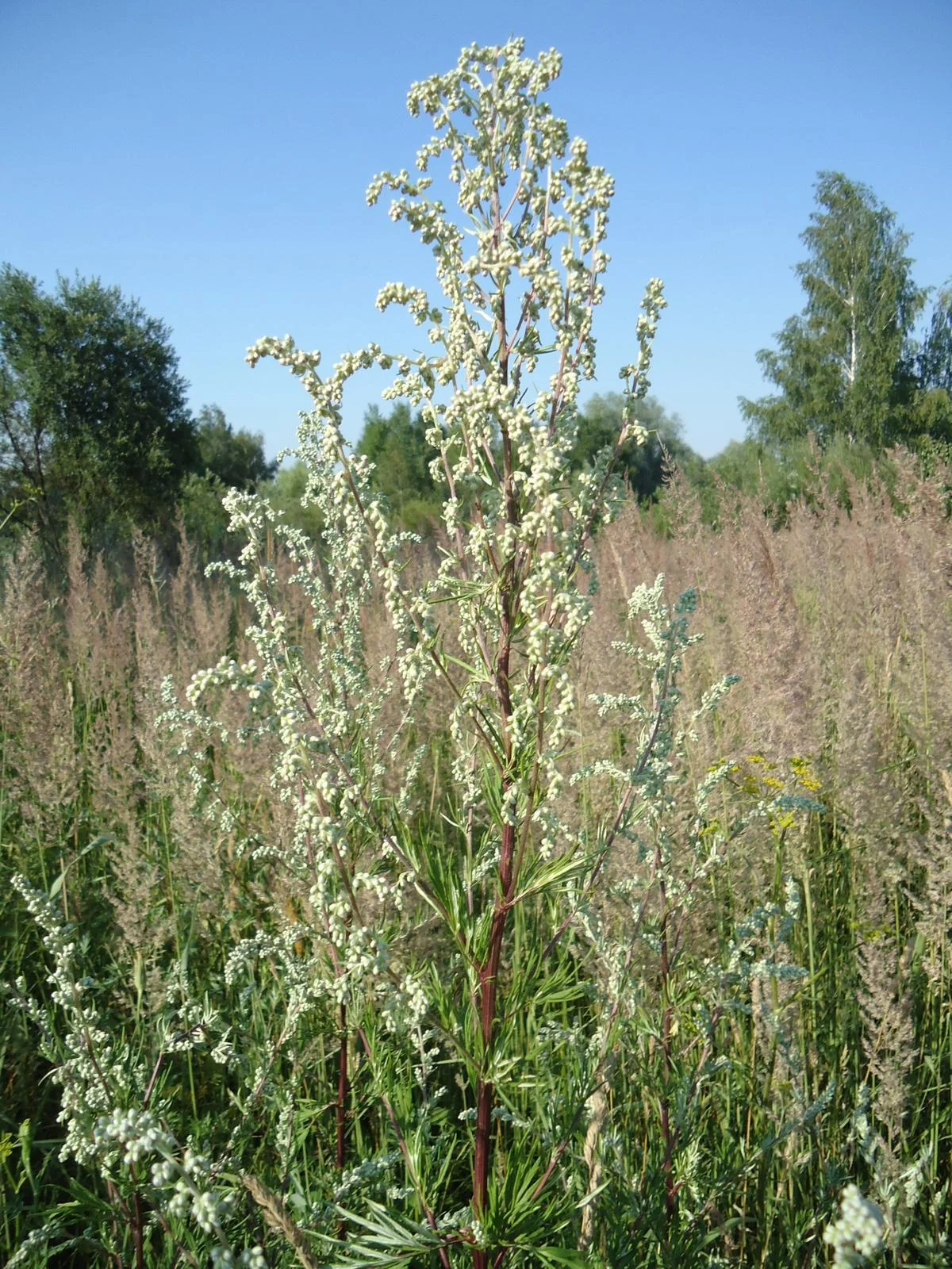 Bylica pospolita