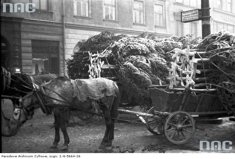 Wozy załadowane choinkami na sprzedaż. Kraków, 1932.